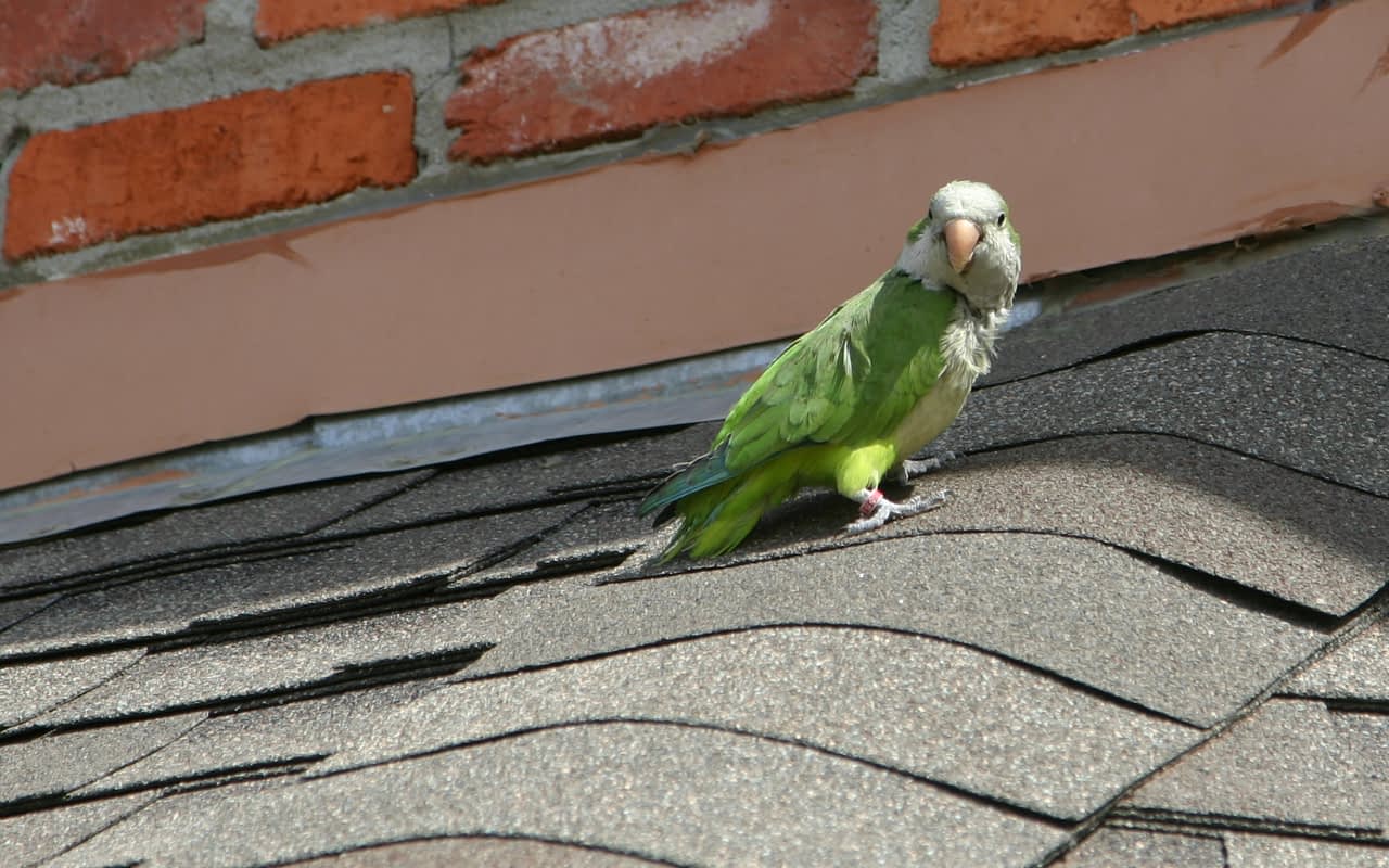 Kiwi on Roof