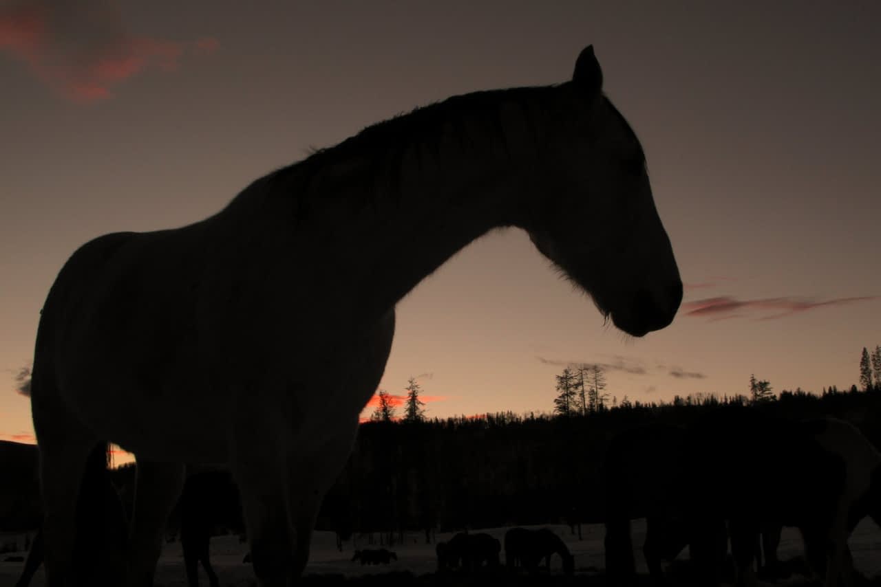 Silhouette of horse