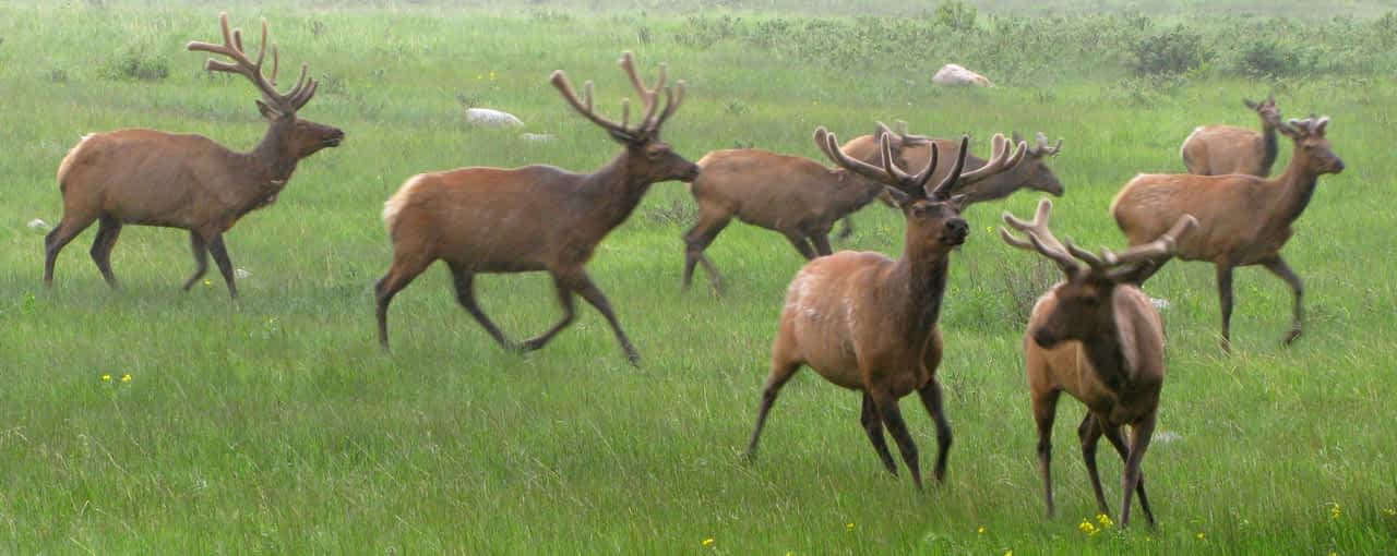 Elk