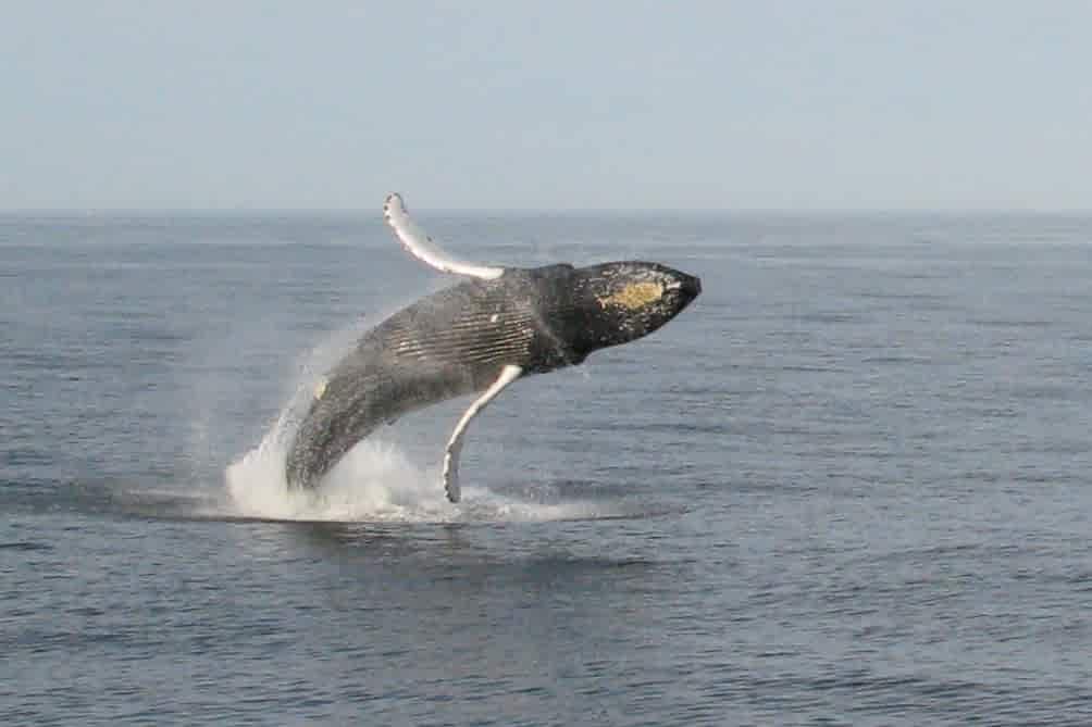 Bar Harbor Whale Watch
