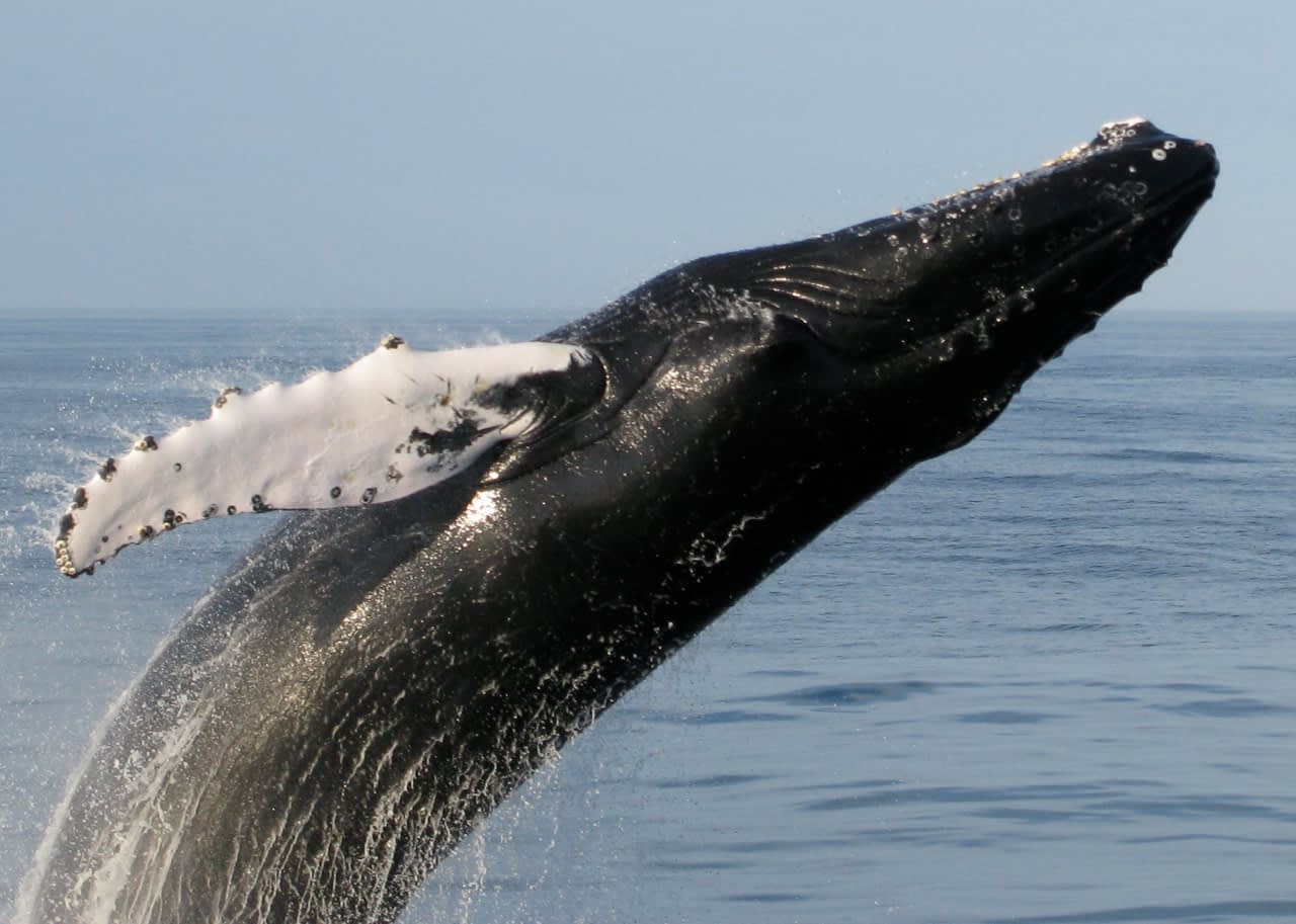 Maine Whale Watch