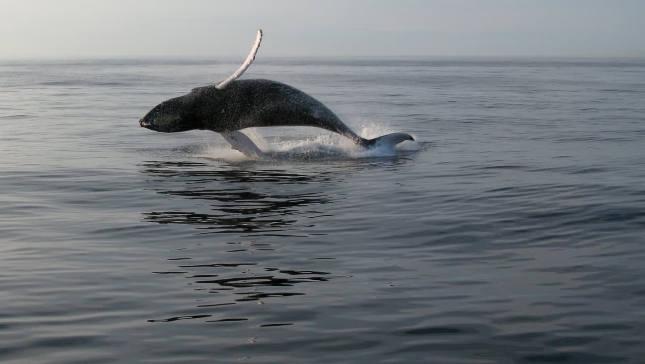 Bar Harbor Whale Watch
